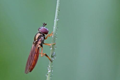 Platycheirus fulviventris